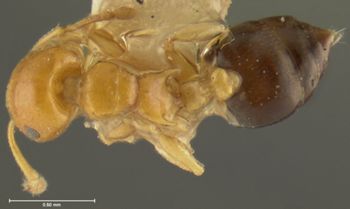 Media type: image; Entomology 9164   Aspect: habitus dorsal view